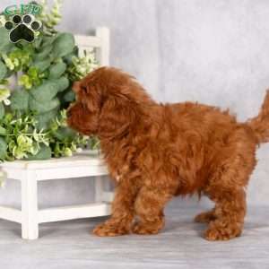 Terry F1B, Cavapoo Puppy